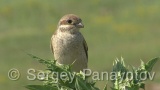 Video of Red-backed Shrike - Red-backed Shrike hunting in breading period on Shablensko lake, Bulgaria